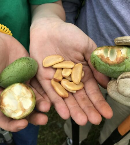 The Revival of the Pawpaw: North America’s Forgotten Fruit Finds New Fame