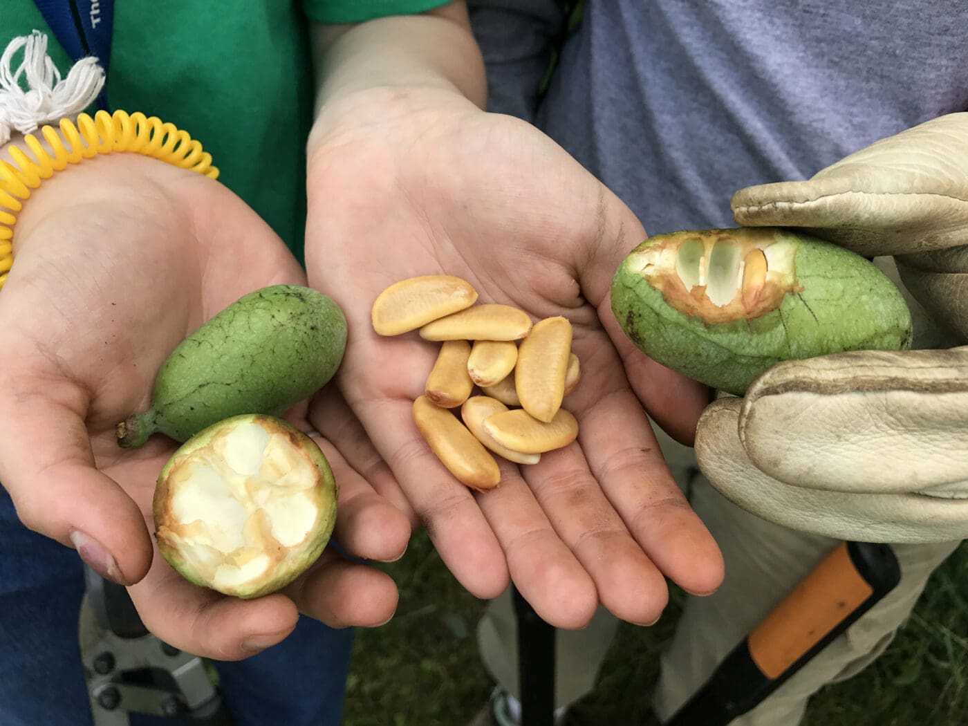 The Revival of the Pawpaw: North America’s Forgotten Fruit Finds New Fame
