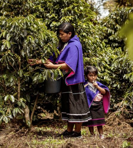 The Quest for Climate-Proof Coffee