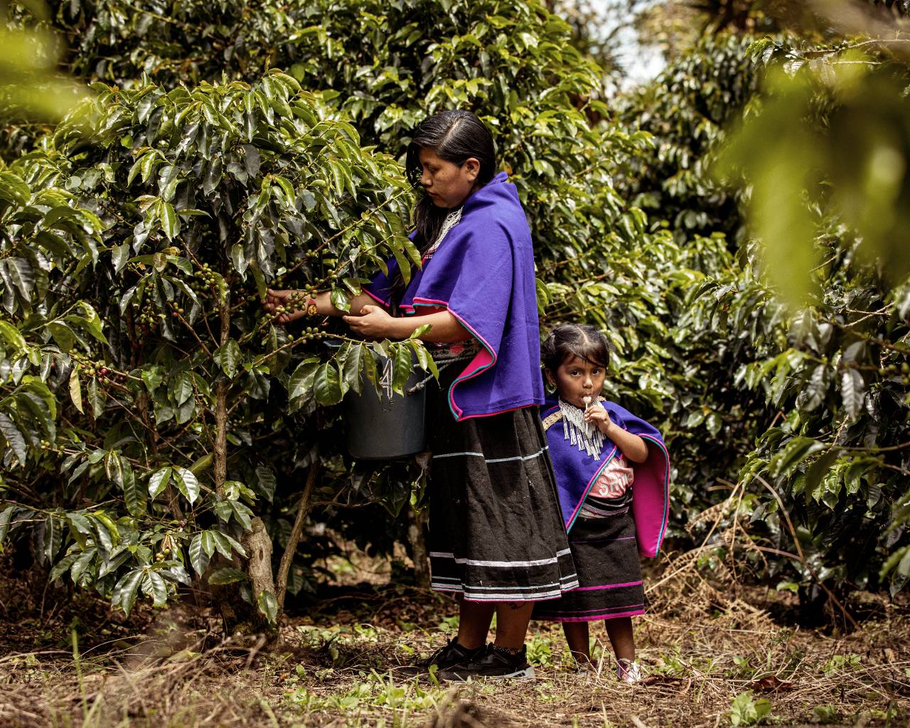 The Quest for Climate-Proof Coffee