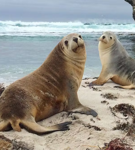 Sea Lions With Cameras Can Map the Ocean Floor