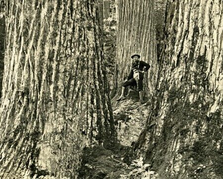 Restoring the American Chestnut Tree