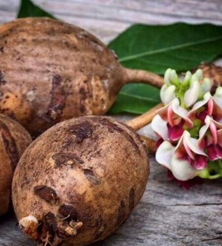 Reviving the American Groundnut