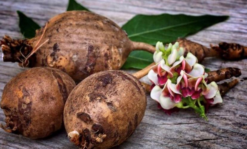 Reviving the American Groundnut