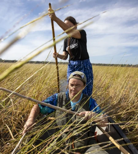 Reviving the Legacy of Wild Rice: Efforts to Protect and Sustain a Cultural Treasure in the U.S