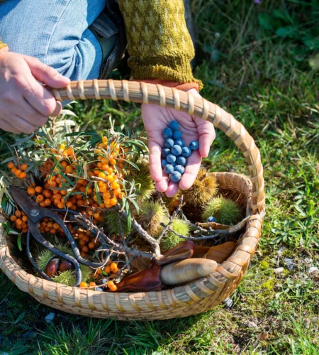 Autumn Bounty: A Guide to Foraging Fall Foods in the United States