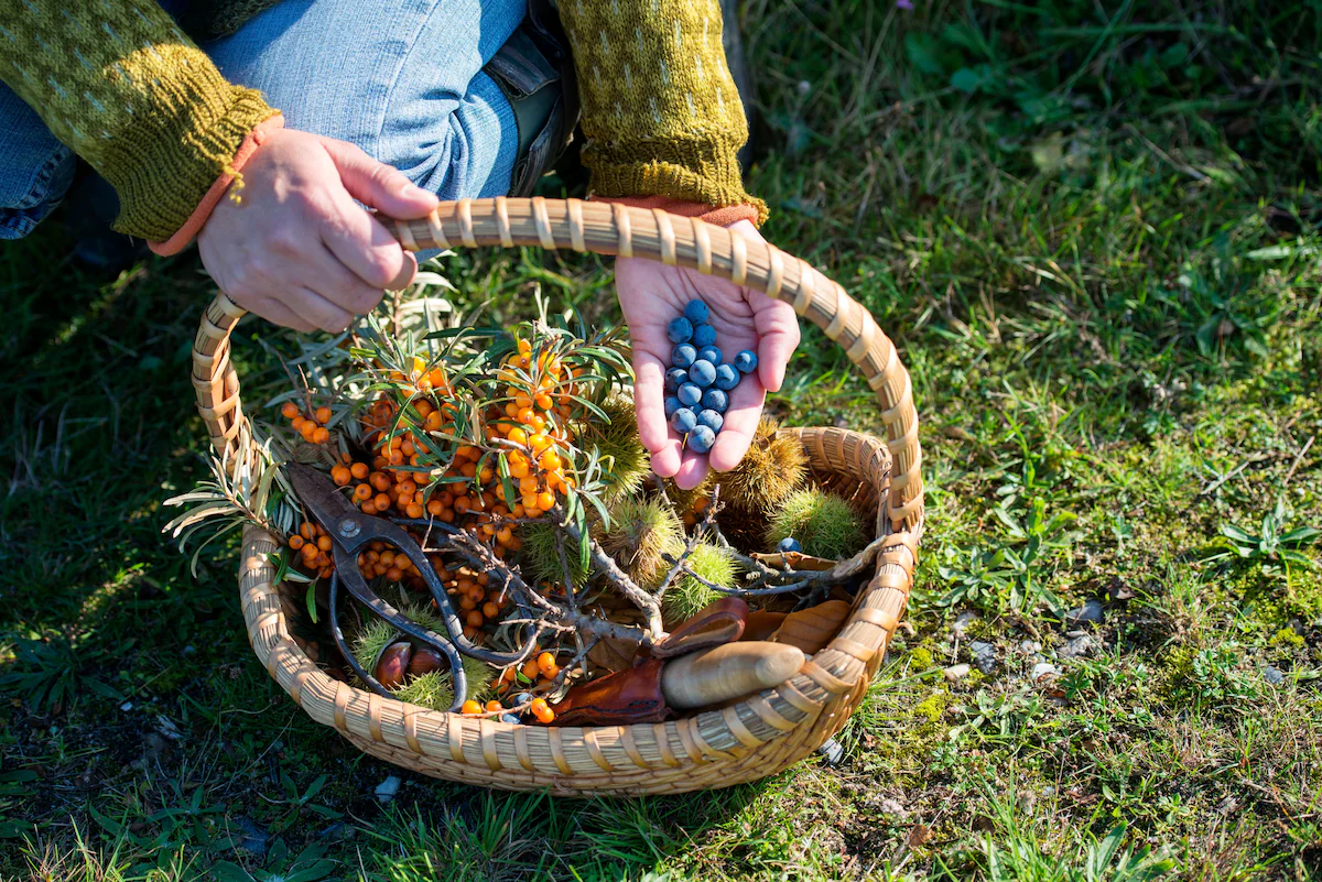 Autumn Bounty: A Guide to Foraging Fall Foods in the United States