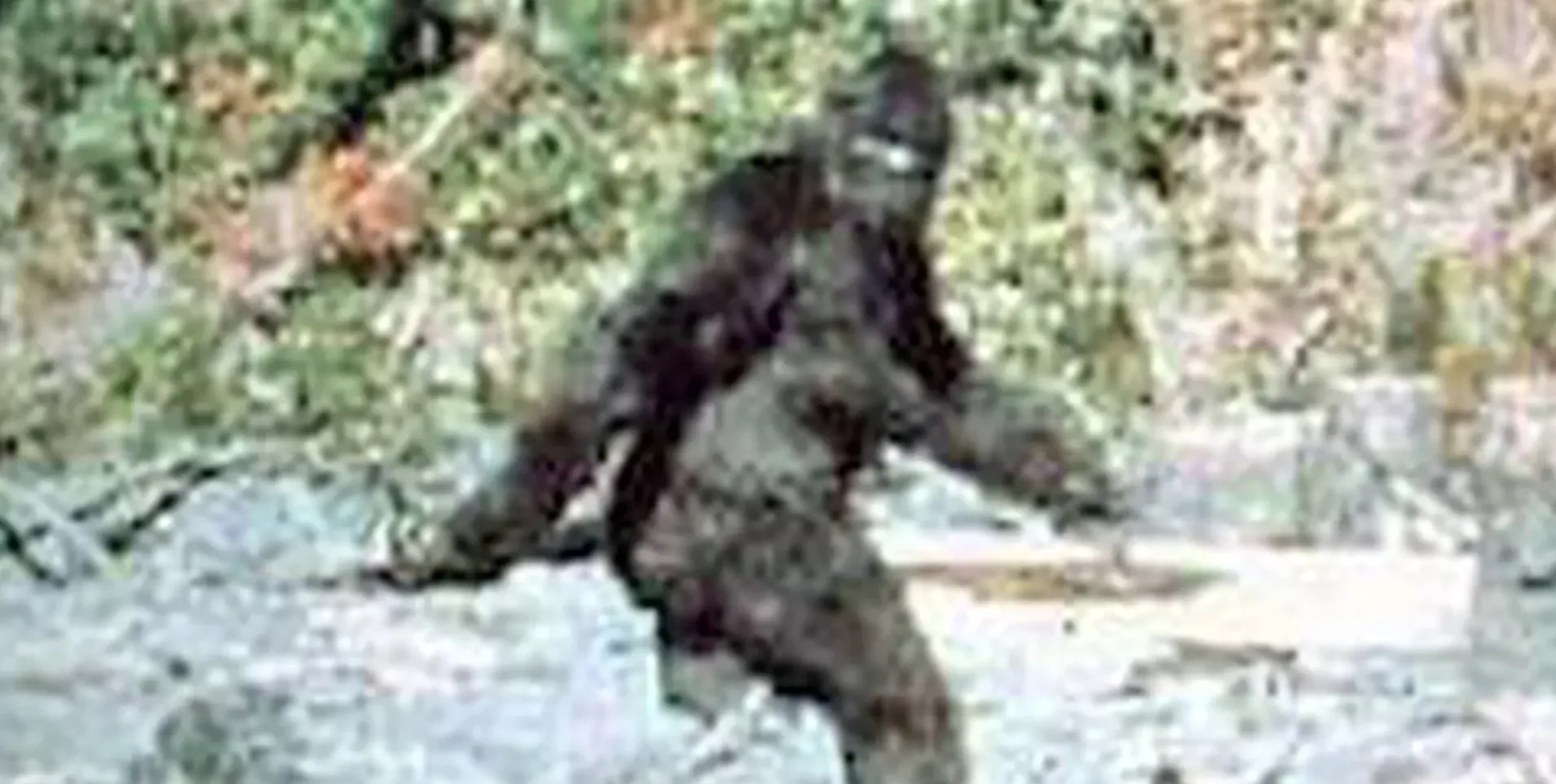 Bigfoot - Is He Out There?