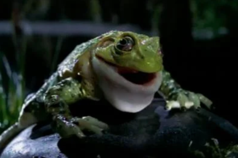 The Budweiser Frogs