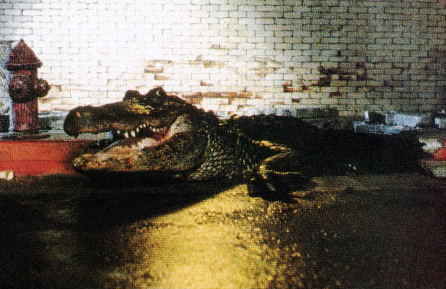 Alligators in the Sewers