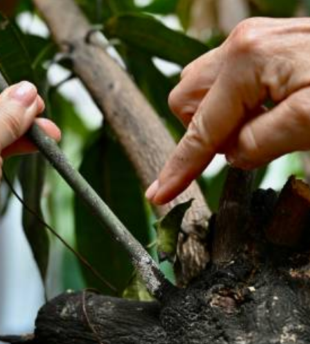 Kermes oak tree