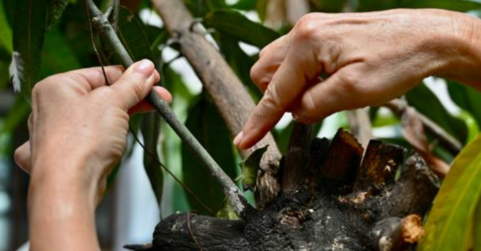 Kermes oak tree