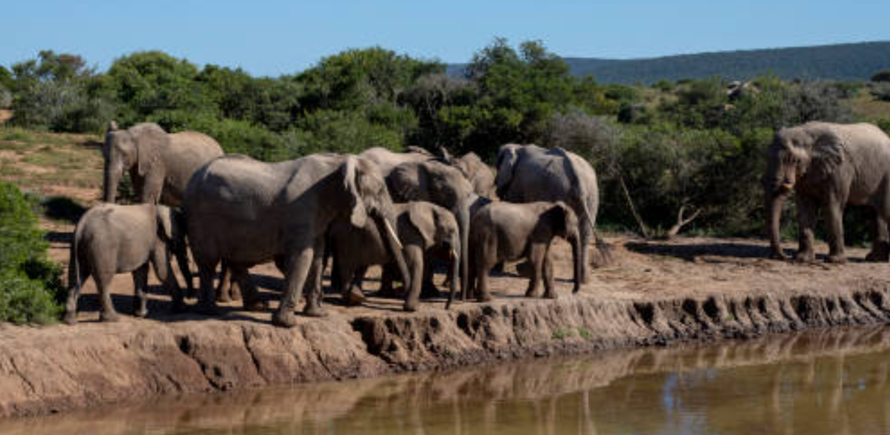 South Africa's Wildlife